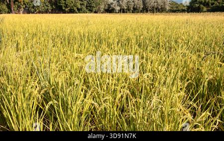 Goldenes Reisfeld, das sich über den Sonnenuntergang bewegt, malerischer Blick auf reifendes Reisfeld in der Landschaft. Stockfoto