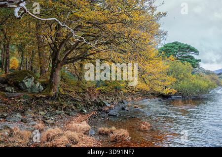 Blick im Spätherbst auf die Küste des Muckross Lake mit gelben Baumkronen, moosigen Felsen und reflektierendem Wasser, Kerry, Irland Stockfoto