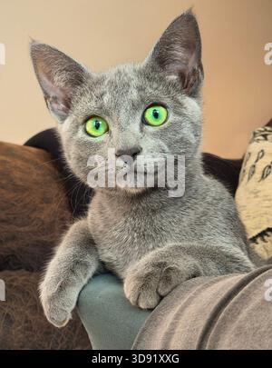 Eine Nahaufnahme einer schönen jungen russischen blauen Katze mit großen grünen Augen Stockfoto