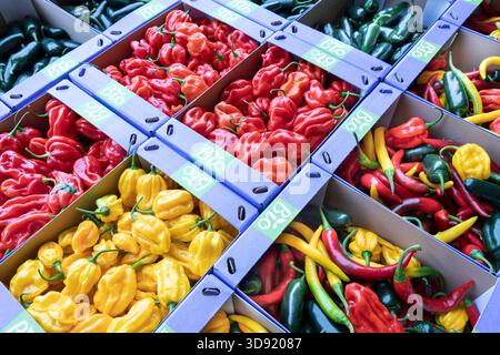 Sortiment an roten, gelben und grünen Paprika, verpackt in Kartons beim Anbauer Stockfoto