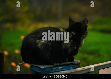 Eine schwarze Katze sitzt auf einem Zaun in der Nähe eines Privathauses Stockfoto