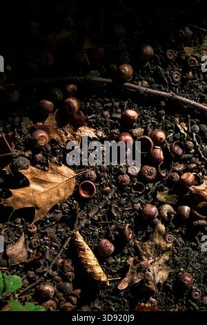 Eicheln und Blätter auf dem Boden, goldener Herbst Stockfoto