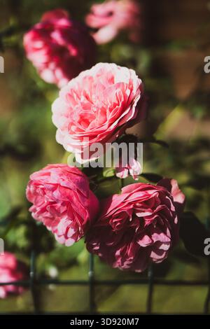 Rosa Rosen, close-up Stockfoto