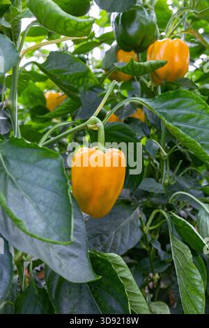 Frische gelbe und grüne Paprika mit grünen Blättern, die im landwirtschaftlichen Gewächshaus wachsen Stockfoto