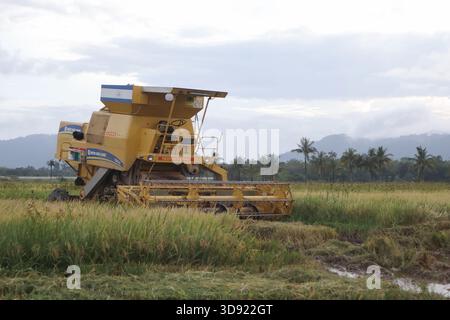 Ein New holland-Mähdrescher auf einem nassen und schlammigen Reisfeld in einem ländlichen asiatischen Land unter bewölktem Himmel, auf dem Reifen, goldenen Reiskulturen geerntet werden Stockfoto