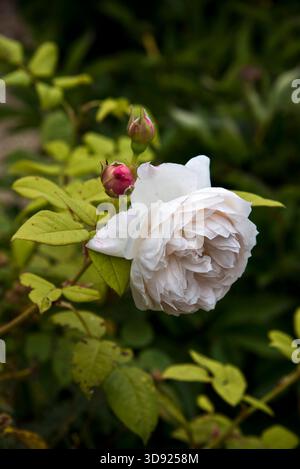 Rose Saint Cecillia Stockfoto