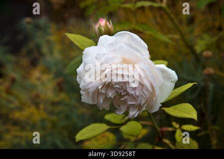 Rose Saint Cecillia Stockfoto