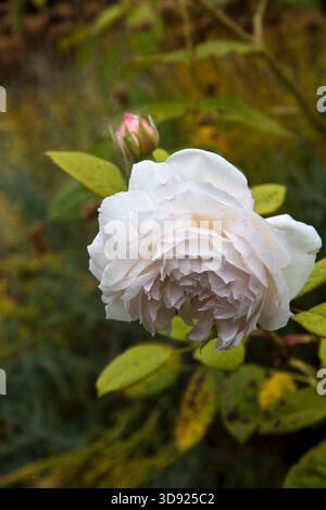 Rose Saint Cecillia Stockfoto
