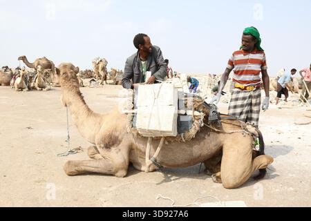 In der Danakil-Depression, Äthiopien, laden Bergleute traditionelle Salzblöcke (Amole) auf ein Kamel. Stockfoto