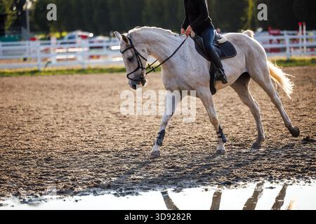 Reitpferdeausbildung im Fahrerlager. Nicht erkennbare Reiterin, die auf weißem Pferd reitet Stockfoto