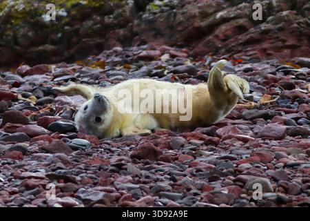 GRAUSIEGEL (Halichoerus grypus), Großbritannien. Stockfoto