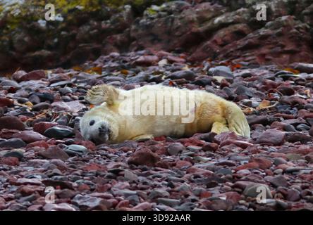 GRAUROBBENJUNGES (Halichoerus grypus) an einem Kopfsteinstrand, Großbritannien. Stockfoto