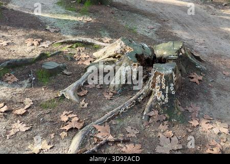 Detaillierte Nahaufnahme von verwitterten Baumstümpfen, die mit Moos und Pilzen bewachsen sind, verflochtenen Wurzeln und gefallenen Orangenblättern auf einem Feldweg im Herbstwald Stockfoto