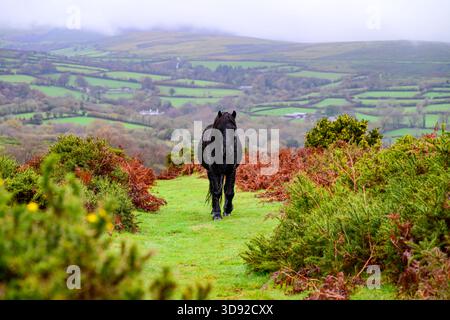 Dartmoor Pony Stockfoto