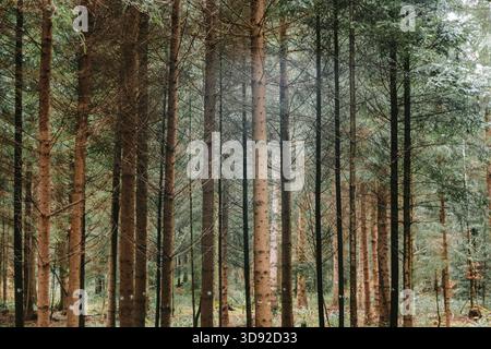 Dichte, hohe Kiefernwälder im Spätherbst. Moody Waldszene, Weitwinkelansicht, keine Leute Stockfoto