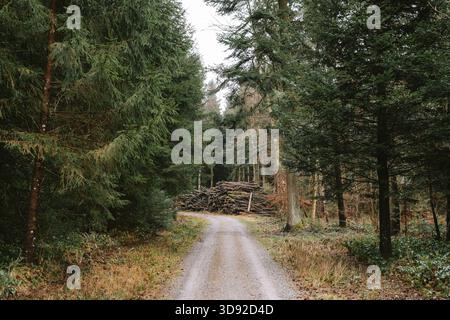 Kurvige Schotterstraße oder Wanderweg, der sich durch dichten Wald schlängelt. Moody, grau, düster Wintertag, gehackte und gestapelte Baumstämme im Hintergrund Stockfoto