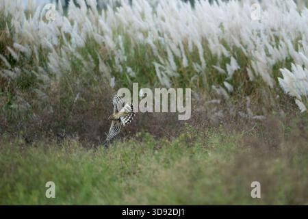 Hühnerweihe im Flug, auf dem Feld, bereit, die Beute zu fangen Stockfoto