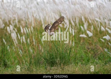 Hühnerweihe im Flug, Flügel offen, schöne weiße Blumen im Hintergrund Stockfoto