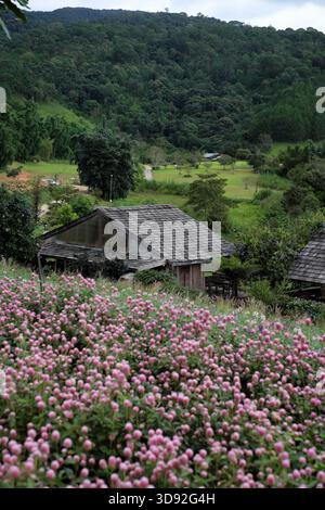 Ein malerischer Blick auf eine rustikale Holzhütte/ein Gewächshaus, eingebettet zwischen rosa Globe Amaranth Blumen, üppig grünen Hügeln und Kiefernwäldern in da Lat, Vietnam. Pe Stockfoto