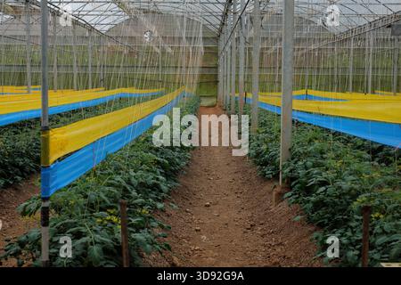 Gelbe, blaue Haftfallen zur integrierten Schädlingsbekämpfung in einem Hightech-Tomatengewächshaus in Dalat, Vietnam. Die Farm entspricht dem Global GAP Standard Stockfoto