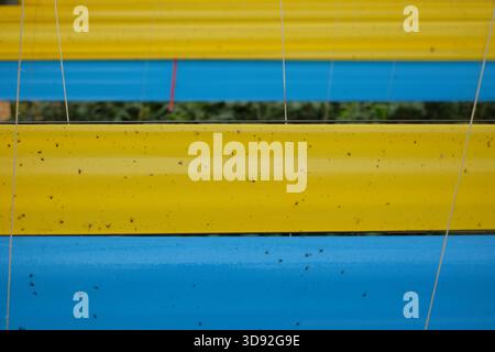 Gelbe, blaue Haftfallen zur integrierten Schädlingsbekämpfung in einem Hightech-Tomatengewächshaus in Dalat, Vietnam. Die Farm entspricht dem Global GAP Standard Stockfoto