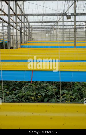 Gelbe, blaue Haftfallen zur integrierten Schädlingsbekämpfung in einem Hightech-Tomatengewächshaus in Dalat, Vietnam. Die Farm entspricht dem Global GAP Standard Stockfoto