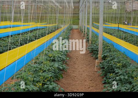 Gelbe, blaue Haftfallen zur integrierten Schädlingsbekämpfung in einem Hightech-Tomatengewächshaus in Dalat, Vietnam. Die Farm entspricht dem Global GAP Standard Stockfoto