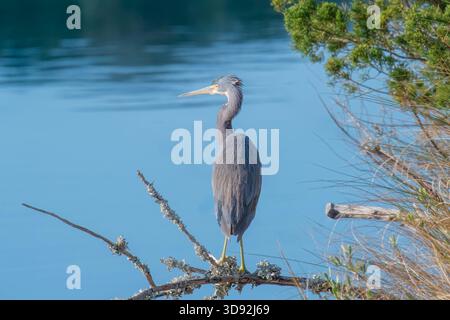 Dreifarbiger Reiher, der über einem Salzwasser-Sumpfgebiet thront Stockfoto