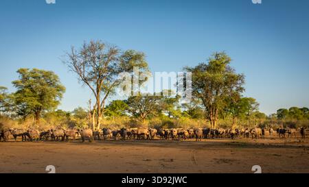 Eine große Herde von etwa 50 wilden kap-Büffeln zieht in ein anderes Zuhause in Subsahara-Afrika. Stockfoto