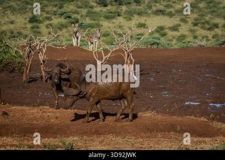 Wilde kap-Büffel verlassen ein normalerweise großes Wasserloch in Kwa Zululand. In der heißen Jahreszeit ist es nur ein Schlammbad. Stockfoto
