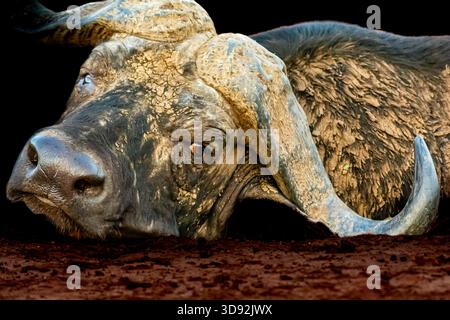 Wilde kap-Büffel beobachten den Kameramann aus dem Schlamm eines Wasserlochs, wo er kühl von der Sonne bleibt. Stockfoto