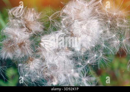 Flauschige Trockenfallschirme von Distelblüten. Pflanzen Sie Cirsium-Blüten mit weißem Flaum. Abstrakter flauschiger Hintergrund für Design. Stockfoto