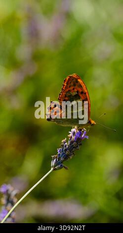 Danse d’un papillon dans le Bokeh d’été Stockfoto