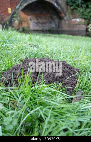 Blick aus der Nähe auf einen Maulwurfhügel im Gras, vor einer britischen Kanalbrücke und Wasser. Stockfoto