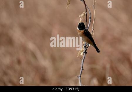Ein niedlicher und farbenfroher sibirischer Steinechat befindet sich im Winter auf einem trockenen Zweig in der Nähe eines Waldgebiets Stockfoto