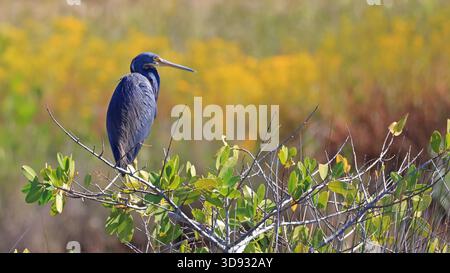 Dreifarbiger Reiher auf einem Ast in seinem natürlichen Lebensraum Stockfoto