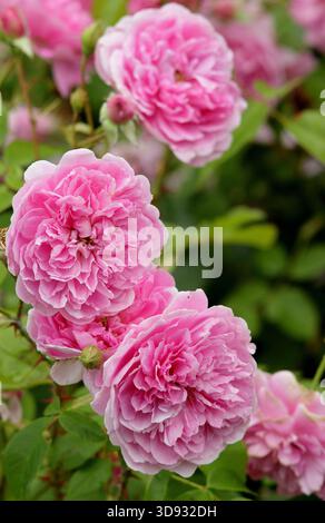 Rosen. Rosa Harlow Carr, eine duftende, doppelte, rosa Sträucherrose, gezüchtet von David Austin, in einer Gartenkante. Auch Aushouse genannt. Stockfoto