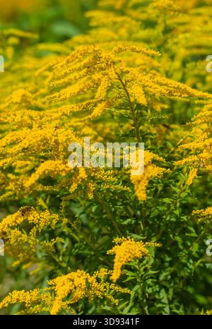 Ragweed blüht auf dem Feld. Allergie. Selektiver Fokus. Natur. Stockfoto