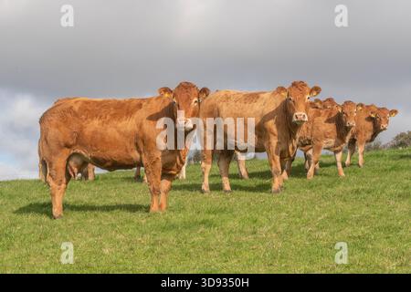 Die Kühe von South Devon stehen auf einem Feld Stockfoto