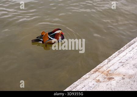 Eine wunderschöne Mandarinente in einem Teich in den luxemburgischen Gärten im 6. Arrondissement von Paris Stockfoto