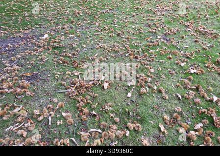 Viele süße Kastanien (Castanea sativa) liegen auf Gras. Stockfoto