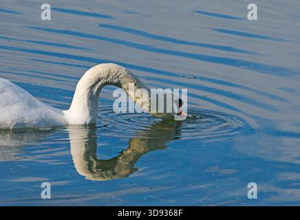 Stummer Schwäne beim Schwimmen auf dem See Stockfoto