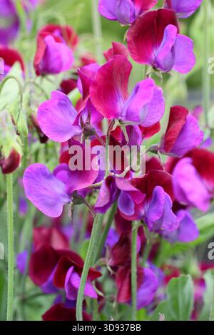 Lathyrus odoratus Cupani, ein sehr duftendes Erbstück mit zwei Farbtönen, rosa Süßerbse. Stockfoto