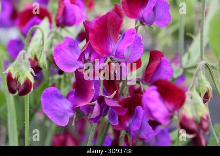 Lathyrus odoratus Cupani, ein sehr duftendes Erbstück mit zwei Farbtönen, rosa Süßerbse. Stockfoto