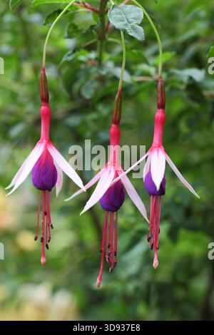 Fuchsia magellanica „Lady Bacon“ mit charakteristischen schmalen, roten, weißen und lila hängenden Blumen. Stockfoto