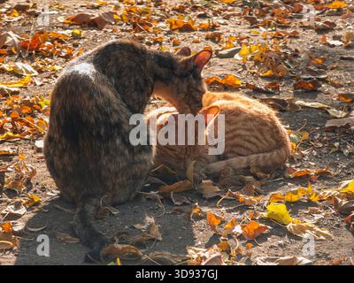 Zwei Katzen liegen auf dem Boden, eine ist schwarz und die andere orange. Die Katzen spielen miteinander und genießen die Herbstsaison Stockfoto