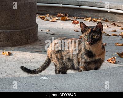 Eine Katze steht auf einem Bürgersteig vor einer Stange. Die Katze schaut in die Kamera Stockfoto