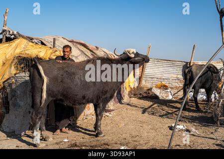 Nasiriyah, Irak – 20. November 2025: Marsh Arab man and Water Buffalo neben einem temporären Tierheim in den Marschen Stockfoto