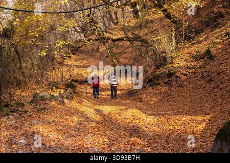 Gakh. Aserbaidschan. 11.24.2022. Menschen, die auf gelben Blättern im Herbstwald laufen. Stockfoto