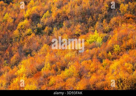 Spektakuläres Herbstlaub in Arrowtown in Otago, Südinsel, Neuseeland. Herbst (Mai) 2025. Stockfoto